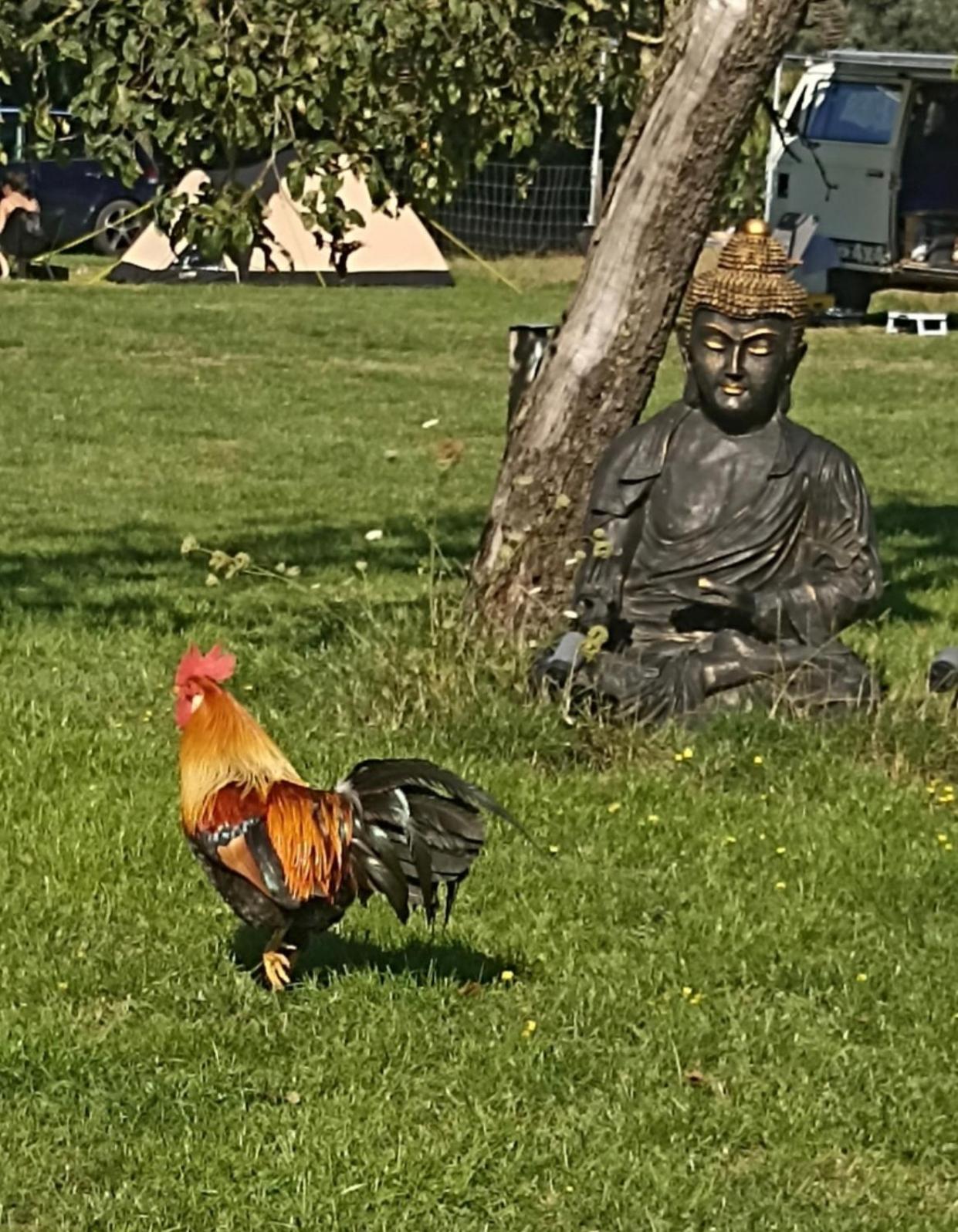 Camp Mangoeste Zedelgem Kültér fotó